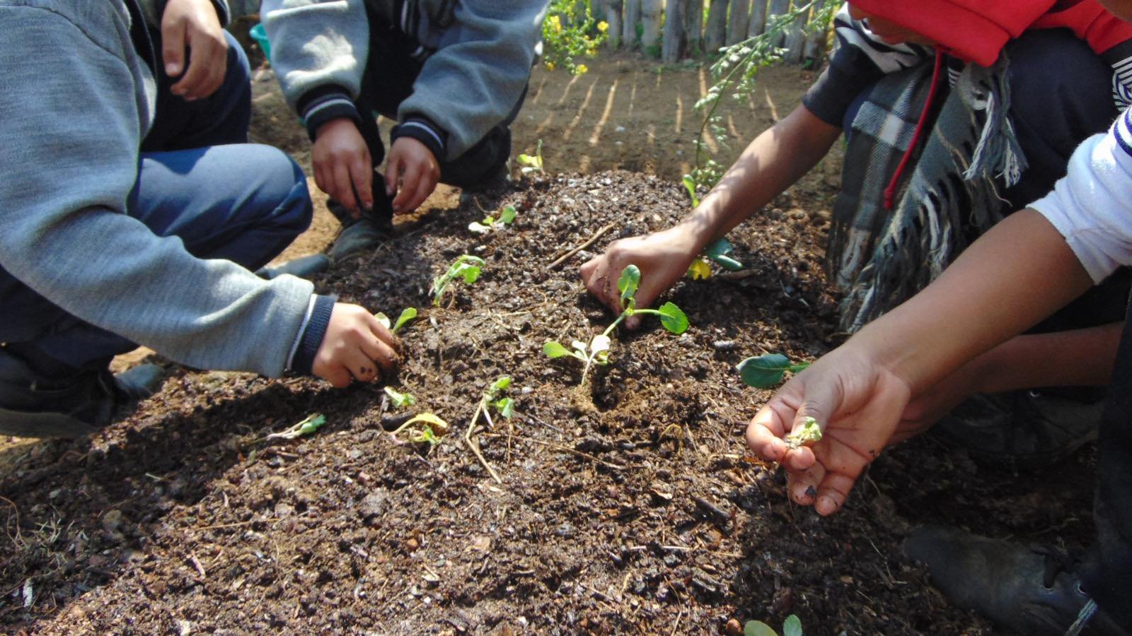 Imagen destacada de: ????✨ ¡Sembrando el futuro en la Primaria Luis Donaldo Colosio! ✨????