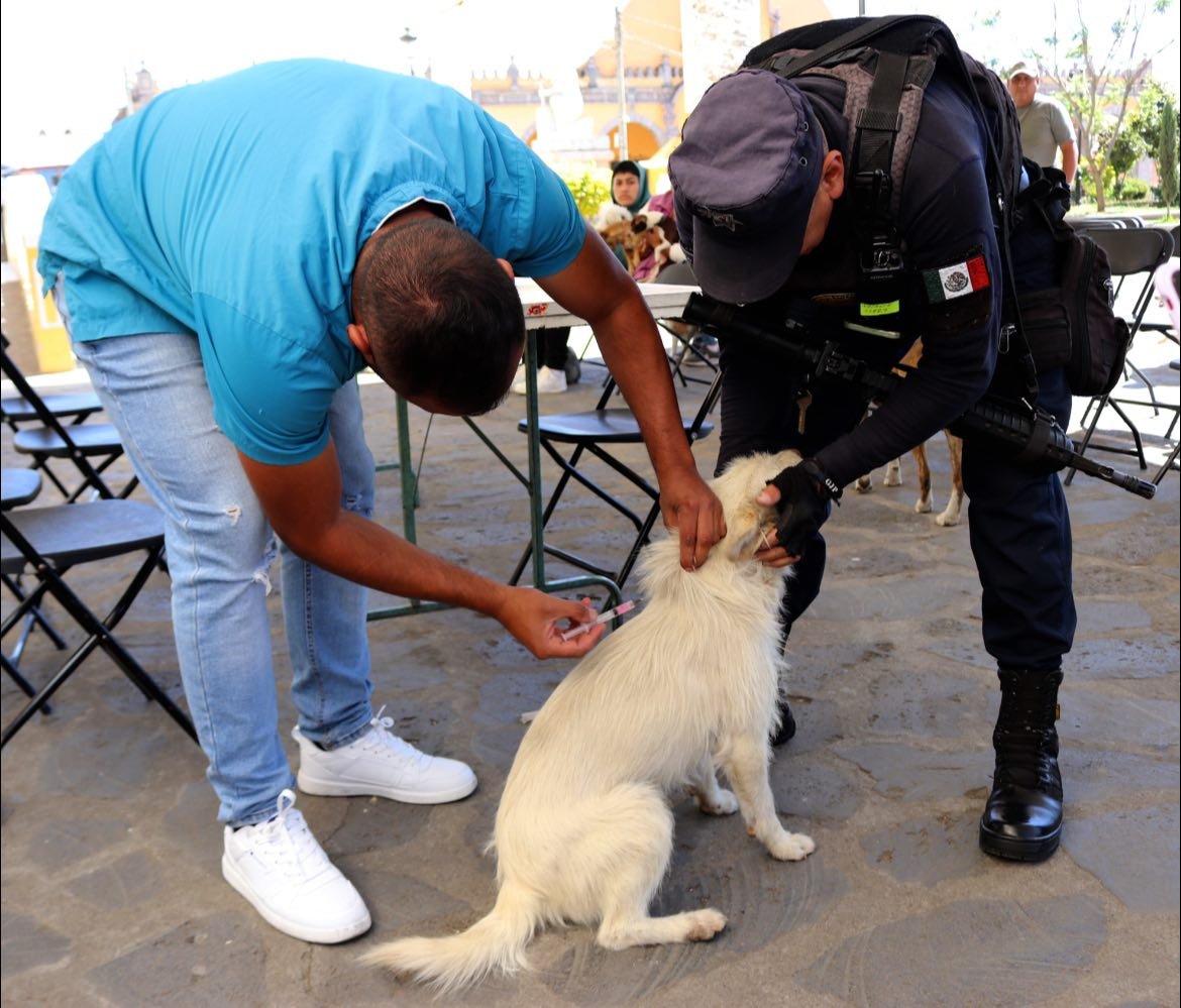 Imagen destacada de: Jornada de Vacunación Antirrábica de caninos y felinos